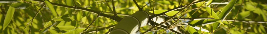 bamboo culm reaching to the sky