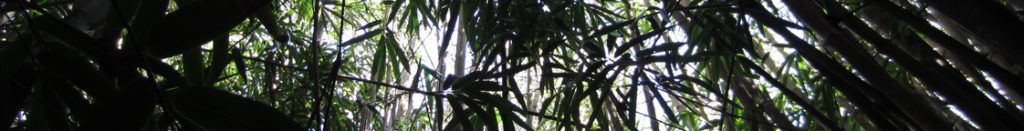 Bamboo culm with branches