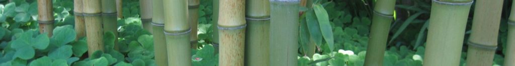 Bamboo Culms