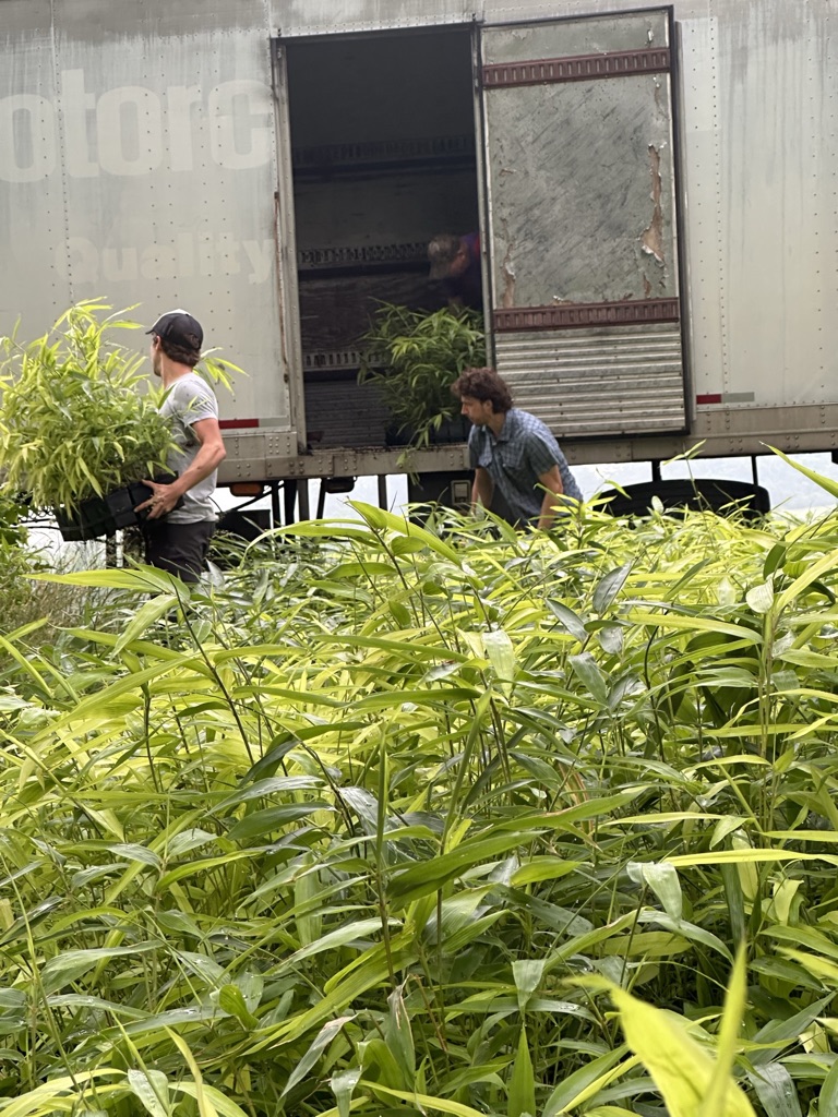National Bamboo loading bamboo plants into semi truck