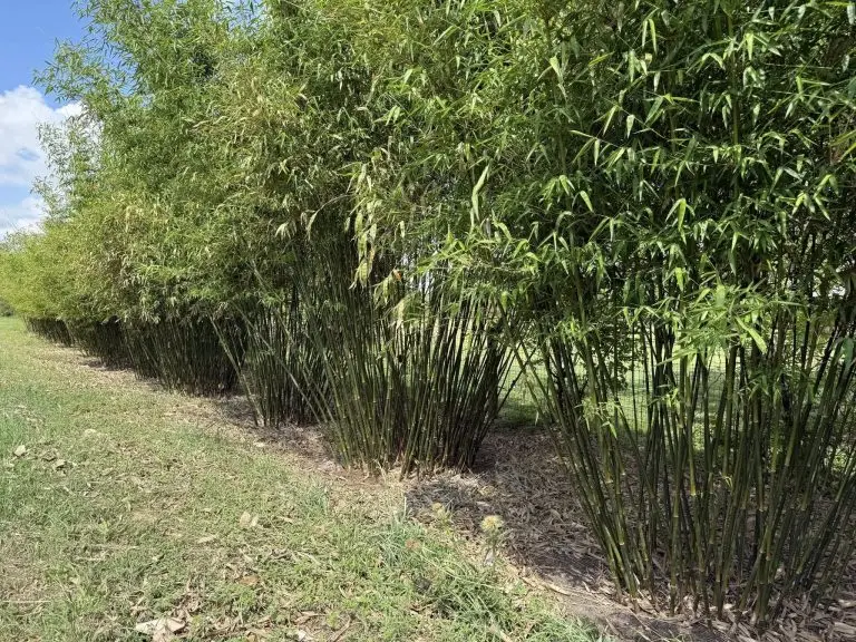 Bambusa textilis at bambootexas.com