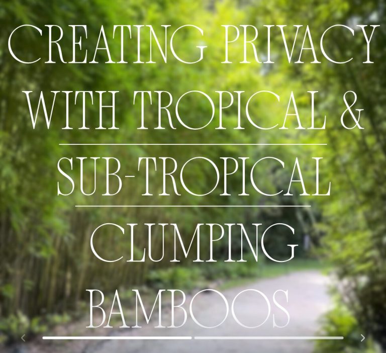 Creating Privacy with Tropical Clumping Bamboos